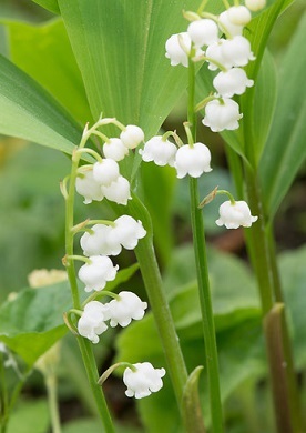 Het lelietje-van-dalen of meiklokje is een tot 30 cm hoge vaste plant die in het wild voorkomt in bosrijke streken, maar ook als tuinplant wordt gehouden. Wit is de kleur van ontspanning en rust. Plant daarom eens een tuin vol met witte bloemen, dan is het vanaf januari al genieten geblazen van deze prachtige tuinjuweeltjes.
