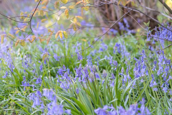 First spring flowers