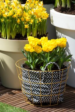 Yellow daffodils on balcony in pots Yellow daffodils on balcony in trendy pot, plant the bulbs in autumn and enjoy on your balcony in spring.