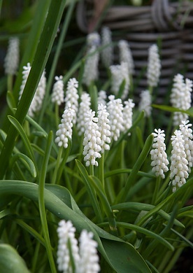 Muscari zijn uitstekende border planten en steken mooi af tegen de vaste planten die in de tuin staan. Wit is de kleur van ontspanning en rust. Plant daarom eens een tuin vol met witte bloemen, dan is het vanaf januari al genieten geblazen van deze prachtige tuinjuweeltjes.
