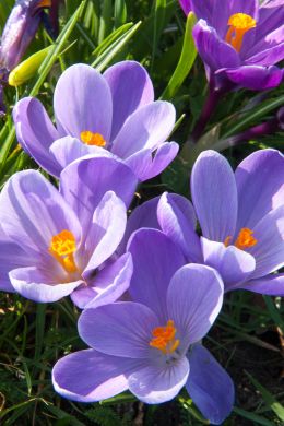 Crocus is one of the first to bloom in spring, don't forget to plant these bulbs in fall