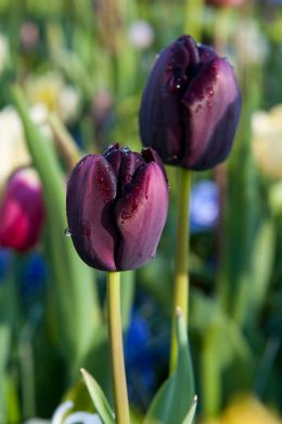225425_aangepast.jpg