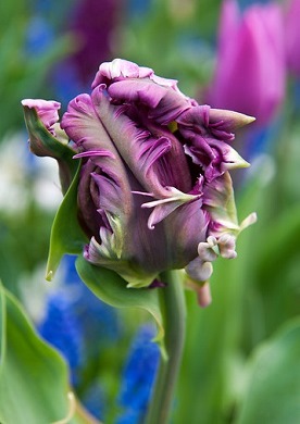 Parrot tulip purple