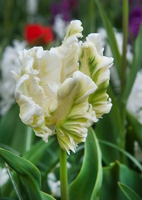 Parrot tulip white