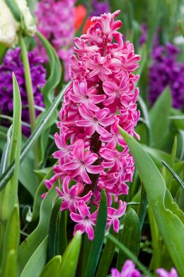 Beautiful colors in the garden with Hyacinths, plant them in autumn