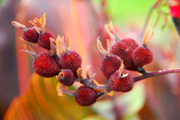 Canna flower