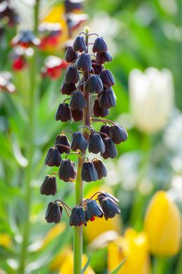 243420_aangepast.jpg