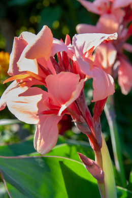 Canna flower pink