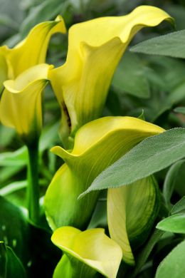 244024_aangepast.jpg