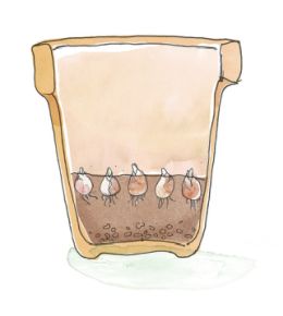 Lasagna planting is planting bulbs in layers, so you can enjoy flowering bulbs all spring long. Don't forget to plant these bulbs in autumn. See step 1 here.