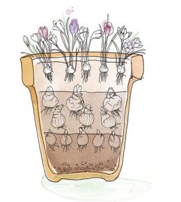Layering flower bulbs is lasagne planting Lasagna planting is planting bulbs in layers, so you can enjoy flowering bulbs all spring long. Don't forget to plant these bulbs in autumn. See flowering stage 1 here.