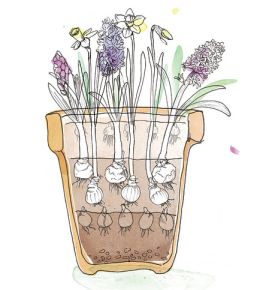 Lasagna planting is planting bulbs in layers, so you can enjoy flowering bulbs all spring long. Don't forget to plant these bulbs in autumn. See flowering stage 2 here.