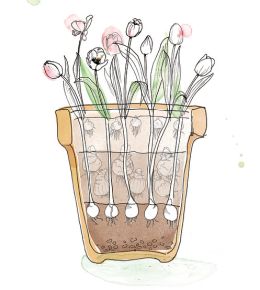 Layering flower bulbs is lasagne planting Lasagna planting is planting bulbs in layers, so you can enjoy flowering bulbs all spring long. Don't forget to plant these bulbs in autumn. See flowering stage 3 here.