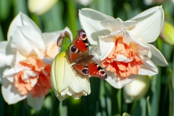 Beautiful butterfly in a daffodil Butterflies are good for biodiversity, but they also love daffodils. This combination makes for a beautiful garden and is also good for biodiversity