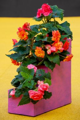 247592_aangepast.jpg
