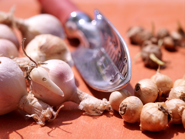 bulb afbeelding