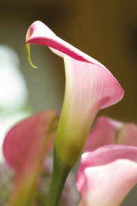 bulb afbeelding