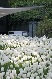 bulb afbeelding