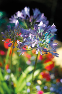 bulb afbeelding