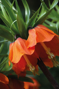bulb Crown Imperial Flower orange
