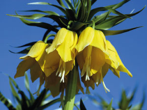 Crown Imperial Flower orange yellow