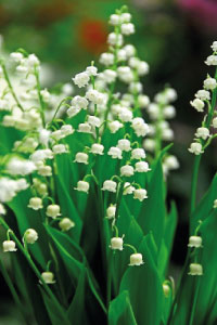 bulb afbeelding