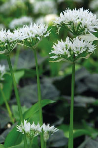 bulb afbeelding