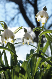 bulb afbeelding