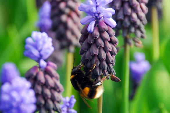 Biodiversity in the garden Starting in January, nectar and pollen are already being released through the earliest flowering bulbous plants. Want to know which bulbous plants provide insects with food and thus increase biodiversity? Planting Muscari bulbs is a must for biodiversity.