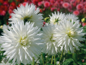 bulb afbeelding