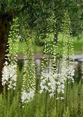 De enorme bloemen – tot 175 cm lang – maakt Naald van Cleopatra (Eremurus) één van de spectaculairste bloembollen in het gehele assortiment. Wit is de kleur van ontspanning en rust. Plant daarom eens een tuin vol met witte bloemen, dan is het vanaf januari al genieten geblazen van deze prachtige tuinjuweeltjes.