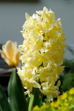Yellow Hyacinth