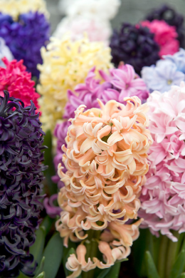 Colors of Hyacinths