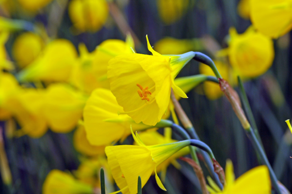 Daffodil varieties