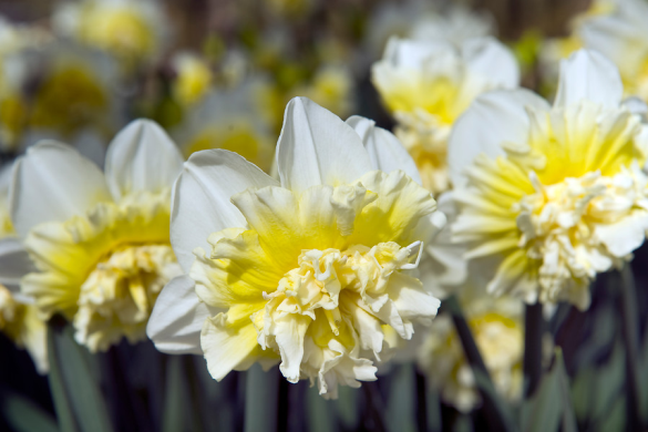 Daffodil varieties