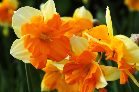 Daffodil varieties