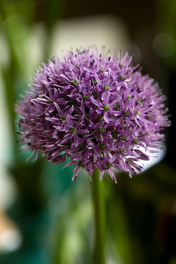 Allium-aflatunense-Gladiator