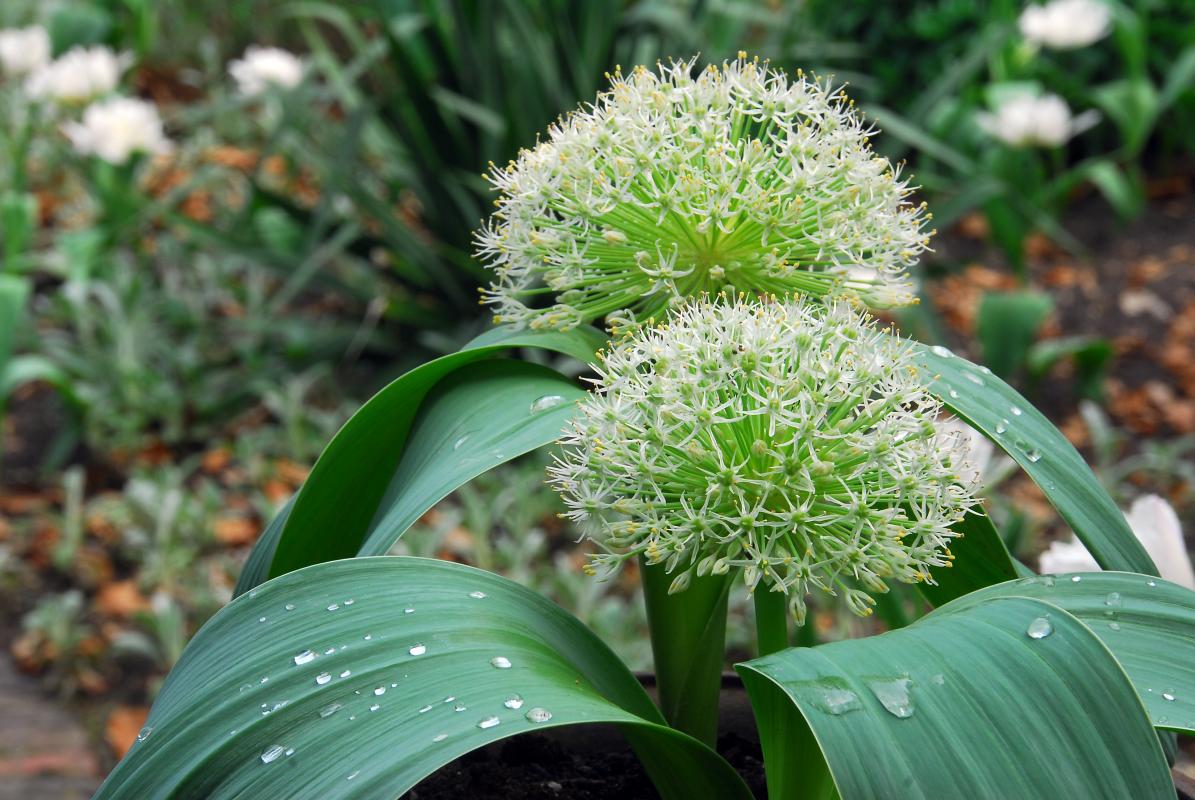 Allium-karataviense