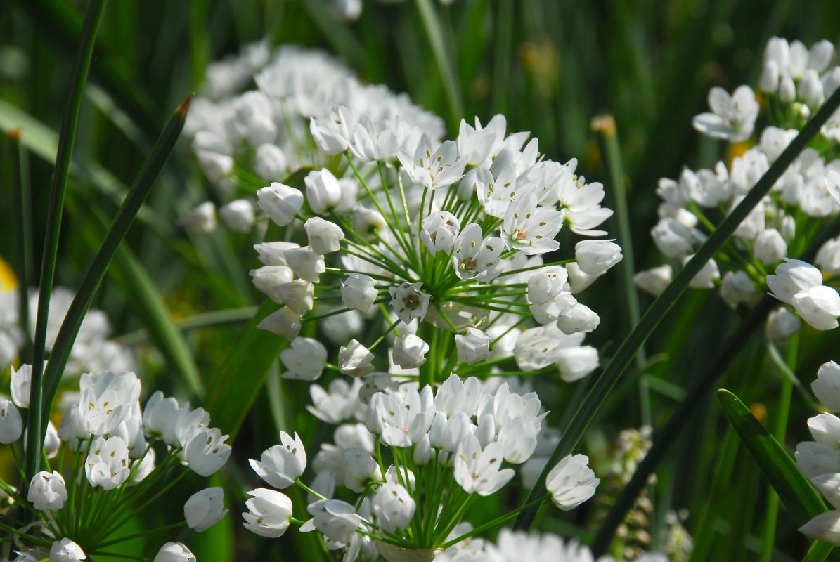 Allium-neapolitanum