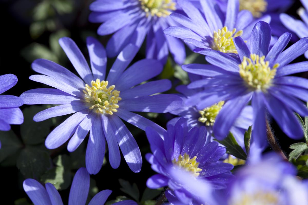 Anemone-blanda