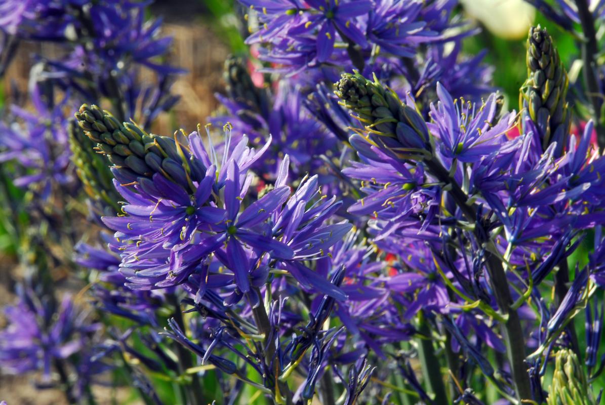 Camassia-leichtlinii