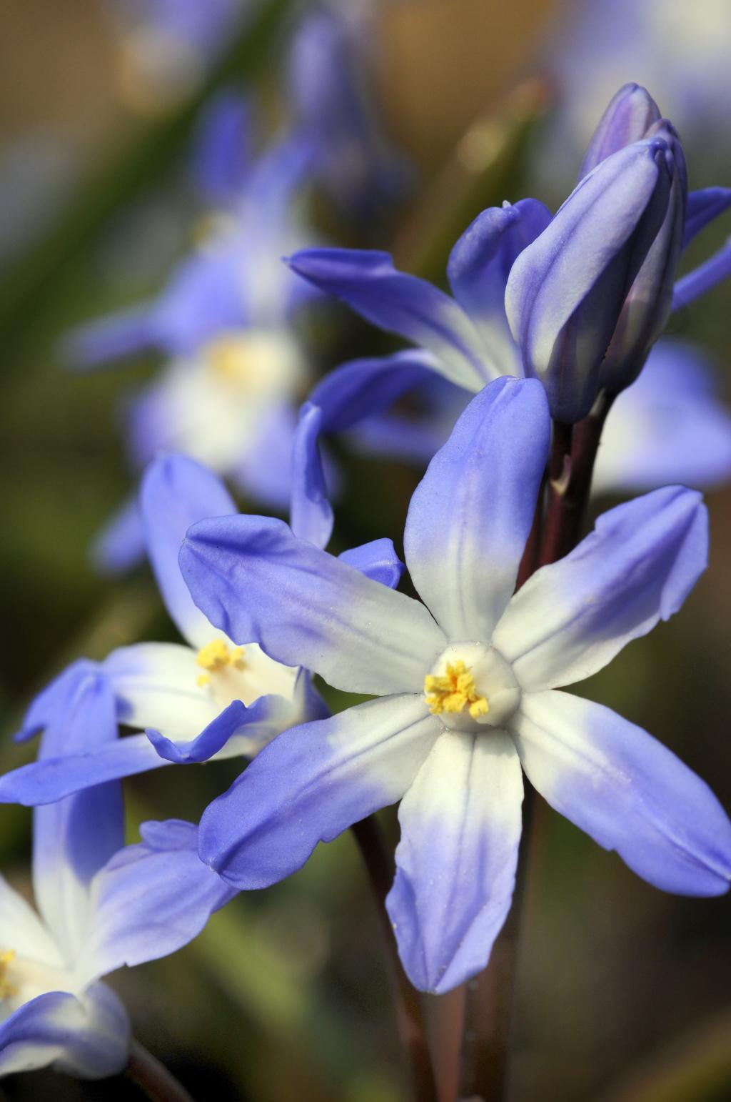 Chionodoxa-luciliae
