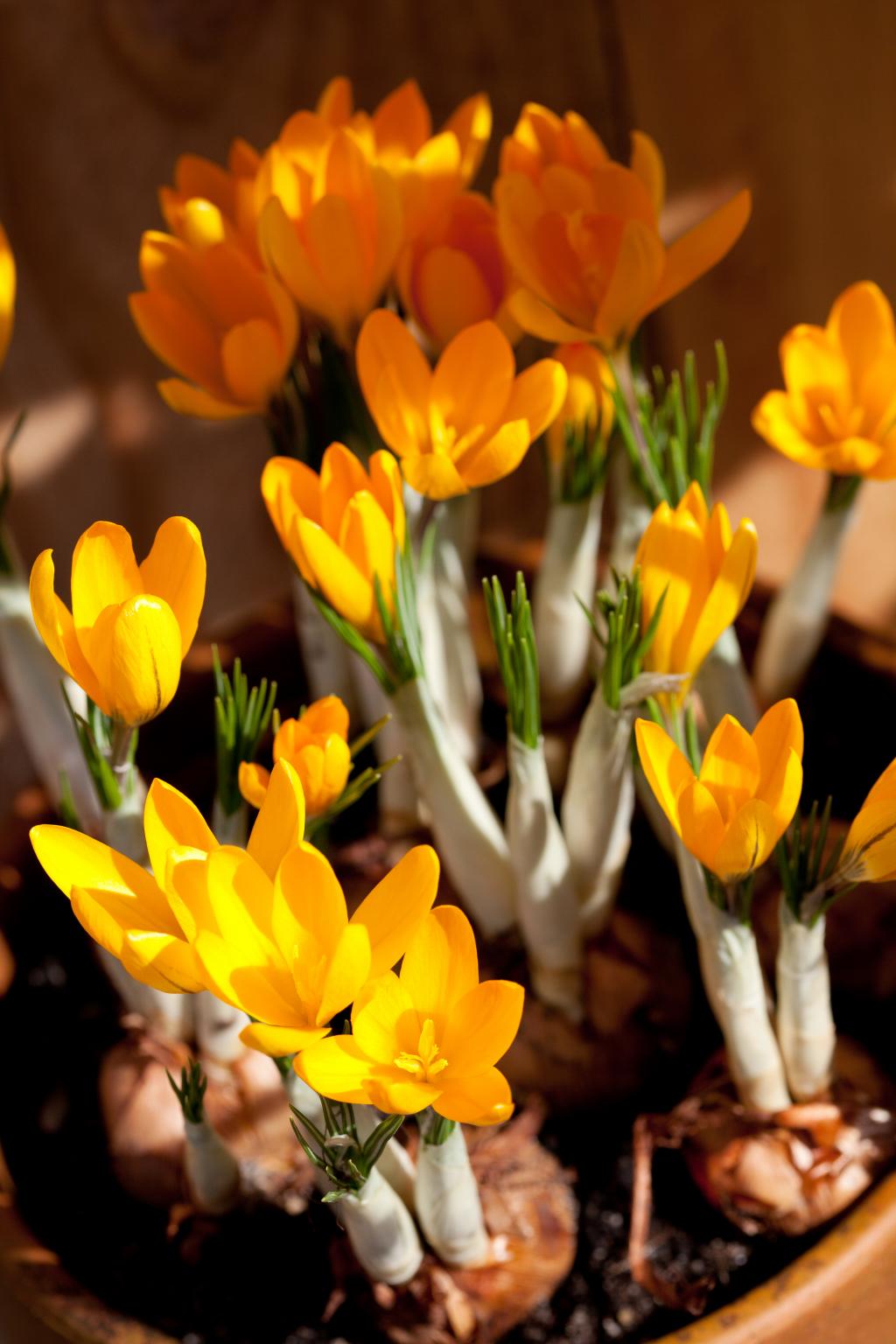 Crocus-ancyrensis