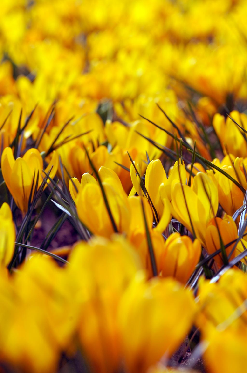 Crocus-flavus