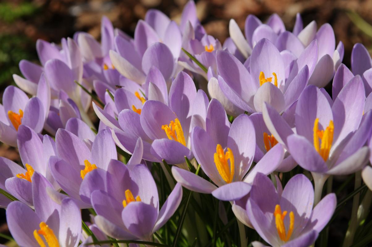 Crocus-sieberi