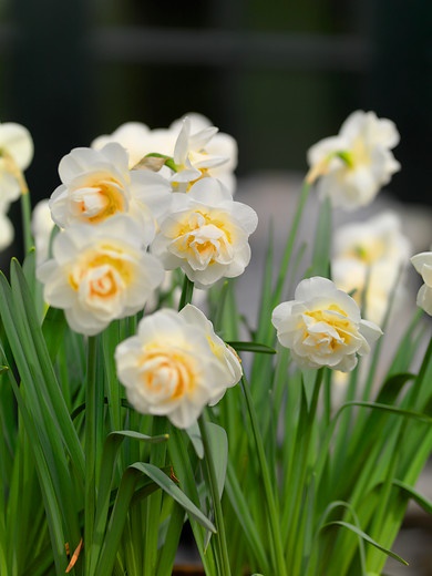 Double-daffodil