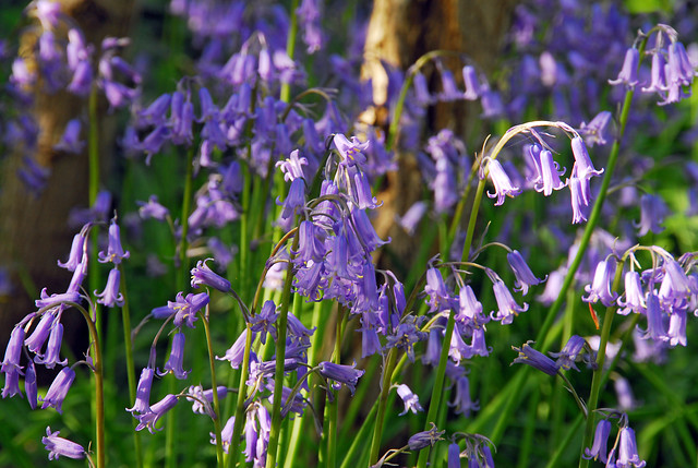 English-Bluebell