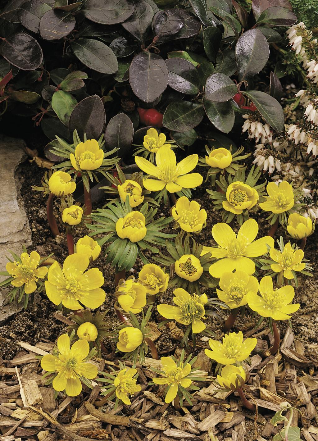 Eranthis-cilicica