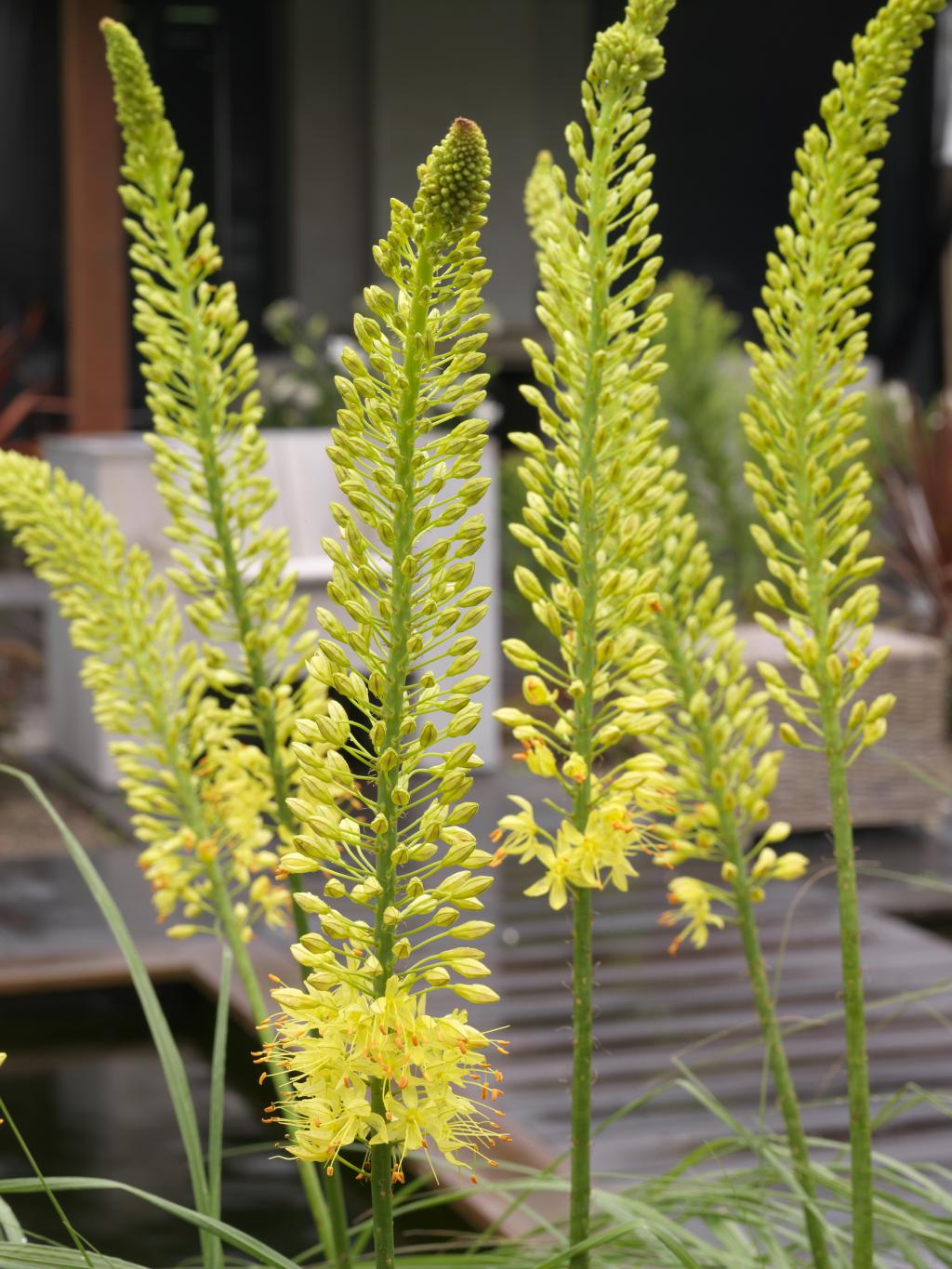 Eremurus-bungei