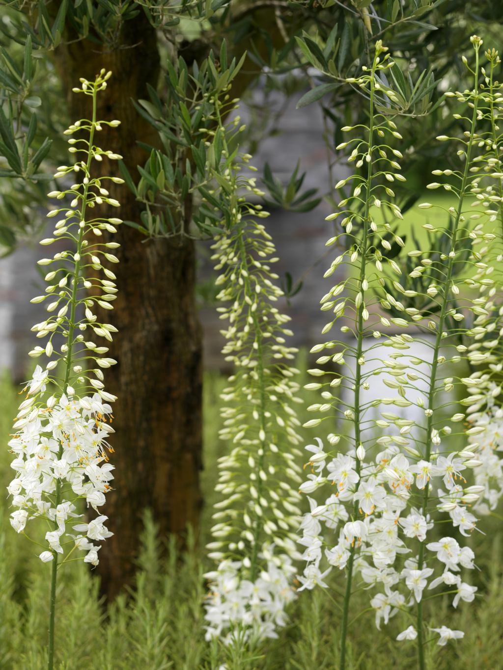 Eremurus-robustus
